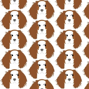 Cavalier King Charles Spaniel Brown and White Looking Right