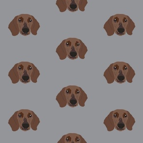 Dachshund on Gray