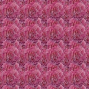 just roses [small]
