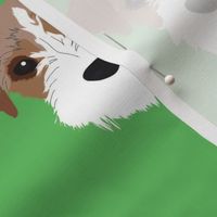 Jack Russell on Green