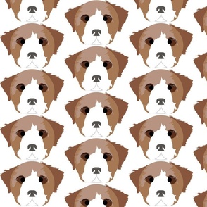 Jack Russell Terrier with Crossed Eyes