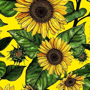 Sunflower, Helianthus