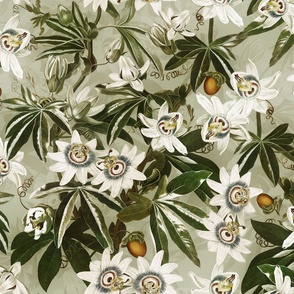 vintage tropical passionflowers reconstructed by robert john thorton, antiqued green leaves and nostalgic beautiful tropical jungle blossoms sage double layer