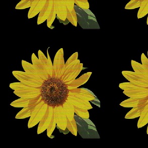 Sunflower Tube T.V Edition
