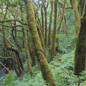New Zealand Moss and Lichen