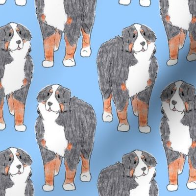 Standing Bernese mountain dog sketch - blue