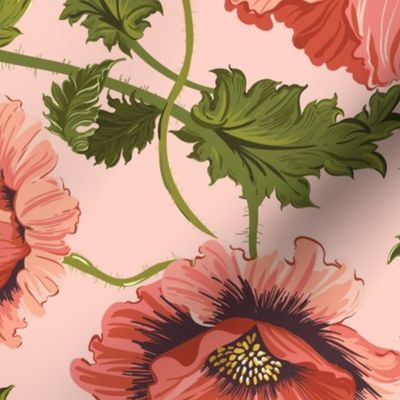 Large Pink Poppy Flowers_ Pink Poppies