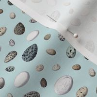 Vintage Illustrated Bird Eggs - Light Blue Background