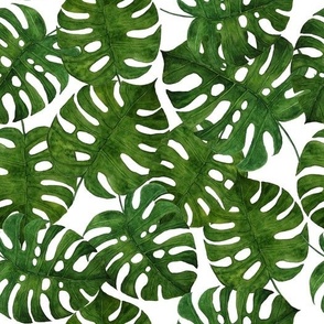 Monstera Tropical Leaves in Watercolor
