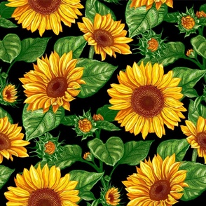 Sunflower, Helianthus