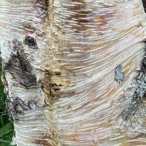 Birch bark w green leaf, large abstract