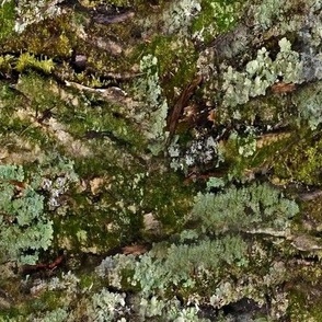 Moss Lichens and Bark Texture