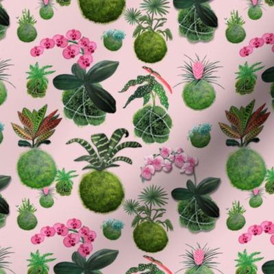 Moss balls or kokedama fabric and wallpaper with pot plants of orchids and succulents and palms on cotton candy pink-by Magenta-Rose-Designs at Spoonflower