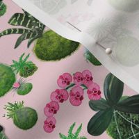 Moss balls or kokedama fabric and wallpaper with pot plants of orchids and succulents and palms on cotton candy pink-by Magenta-Rose-Designs at Spoonflower