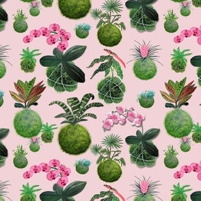 Moss balls or kokedama fabric and wallpaper with pot plants of orchids and succulents and palms on cotton candy pink-by Magenta-Rose-Designs at Spoonflower