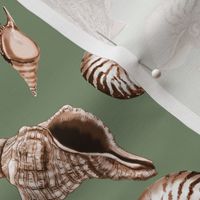 Seashells on sage green