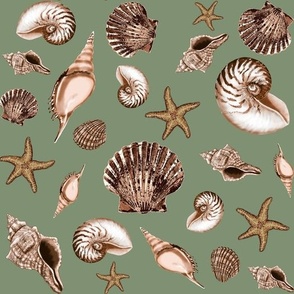 Seashells on sage green