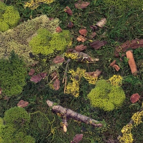 Forest Floor - Moss