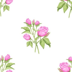 Watercolor Roses Pink and Green Floral