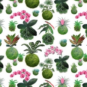 Moss balls or kokedama fabric and wallpaper with pot plants of orchids and succulents and palms