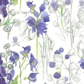 Monkshood