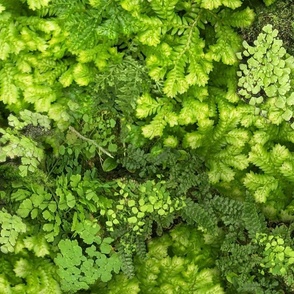 Mossy Green Flora