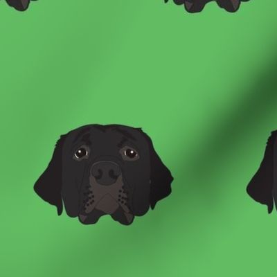 Black Labrador on Green