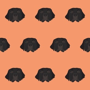 Black Labrador on Orange