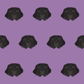 Black Labrador on Purple