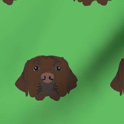 Chocolate Labrador on Green