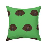 Chocolate Labrador on Green