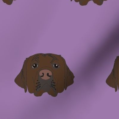 Chocolate Labrador on Purple