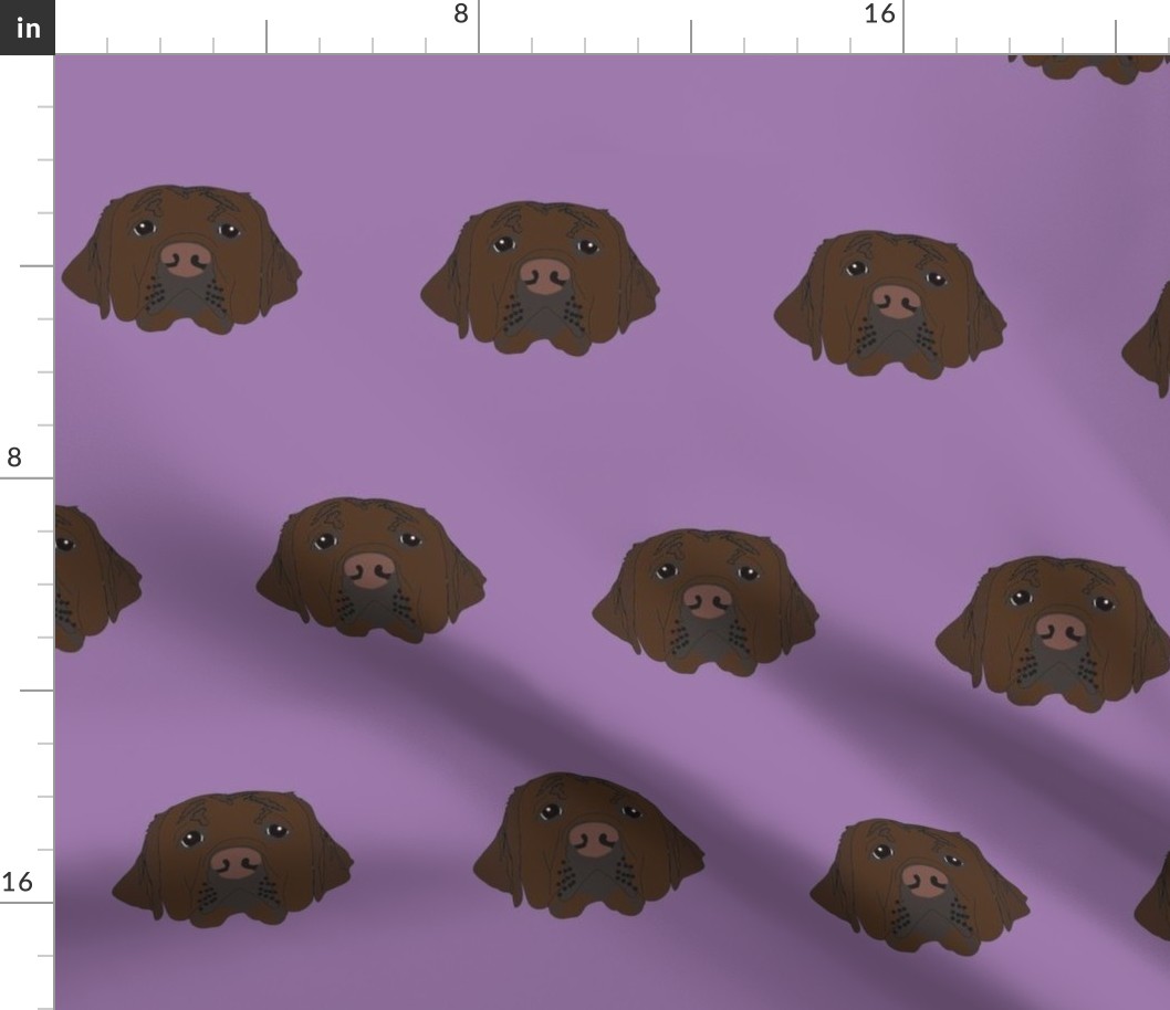 Chocolate Labrador on Purple