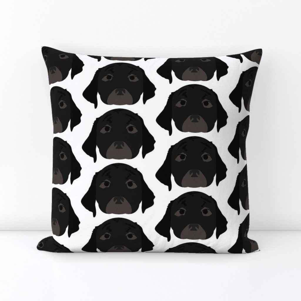 Black Labrador Retriever with Bored Facial Expression