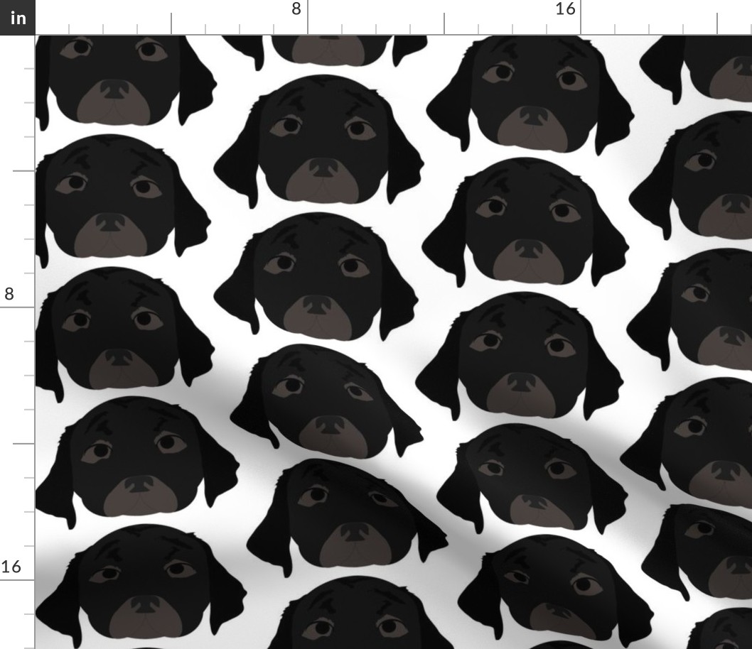 Black Labrador Retriever with Bored Facial Expression