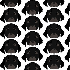 Black Labrador Retriever with Crossed Eyes
