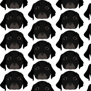 Black Labrador Retriever with Surprised Facial Expression