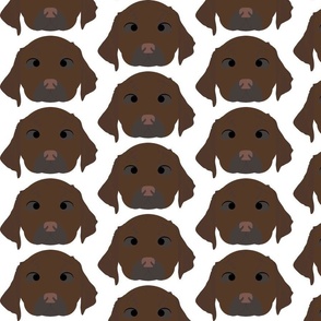 Chocolate Labrador Retriever with Crossed Eyes
