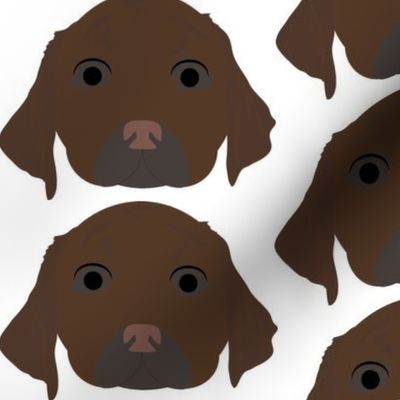 Chocolate Labrador Retriever with Surprised Facial Expression