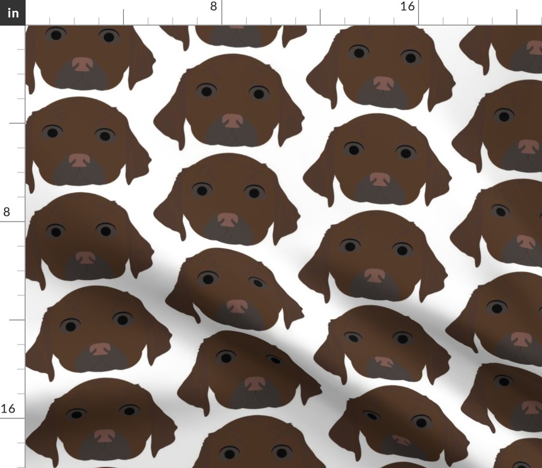 Chocolate Labrador Retriever with Surprised Facial Expression