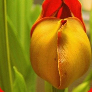 Tulip