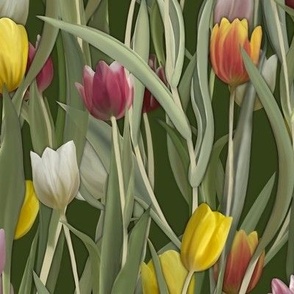 Colorful tulips