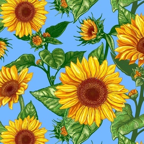 Sunflower, Helianthus