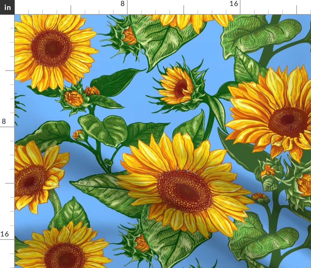 Sunflower, Helianthus