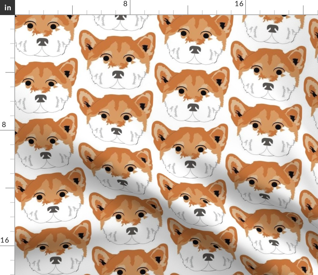 Shiba Inu with Surprised Facial Expression
