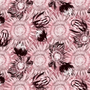 Protea Pinks