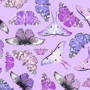 Butterflies - Lavender Haze