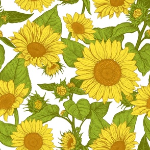 Sunflower, Helianthus