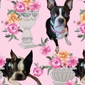 boston terrier dog photo with flowers and pots pink and yellow