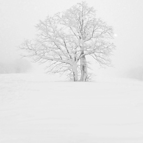 Single Tree in snow ski field whiteout
